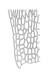 Brachythecium campestre, alar cells of stem leaf. Drawn from W. Bell s.n., Jan. 1892, CHR 472215A.
 Image: R.C. Wagstaff © Landcare Research 2019 CC BY 3.0 NZ